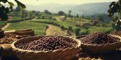 ai gerado. ai generativo. café feijões plantação natureza ao ar livre panorama. gráfico arte foto