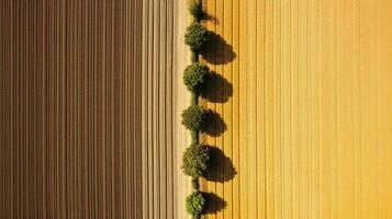 generativo ai, Fazenda outono paisagem, agrícola Campos, lindo verde, amarelo, laranja e bege interior, país estrada. natureza ilustração, fotorrealista topo Visão drone. foto