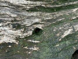 árvore tronco latido fundo textura foto
