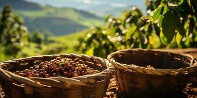 ai gerado. ai generativo. café feijões plantação natureza ao ar livre panorama. gráfico arte foto