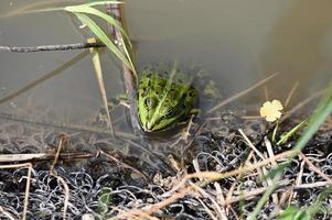 sapo verde pontilhado na margem da lagoa foto