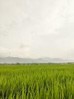 arroz Campos com montanhas e Claro céu dentro a fundo foto