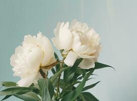 fresco branco peônia flores em luz cinzento mesa fundo. esvaziar Lugar, colocar para emocional, sentimental texto, citar ou provérbios. fechar-se. foto