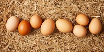 ai gerado. ai generativo. eco orgânico frango galinha ovos modelo fundo zombar acima. gráfico arte foto