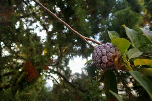 srikaya fruta este trava em uma árvore foto
