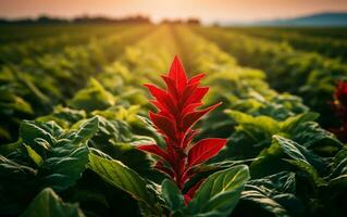 carmesim colheita foto do uma tabaco plantar com uma vermelho matiz, generativo ai