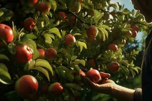 agricultor colheita maçãs dentro Pomar em ensolarado dia. masculino jardineiro colheita maçãs dentro Pomar. ai gerado pró foto