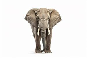 elefante isolado em branco background.generative ai. foto