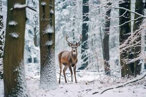 raindeer dentro a neve floresta.generativa ai. foto