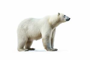 polar Urso isolado em branco fundo .generativo ai. foto