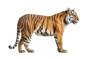 tigre isolar em branco background.generative ai. foto