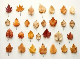 coleção de folhas de outono foto
