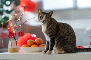 gato preparar chinês Novo ano celebrações às lar. fofa doméstico cabelo curto gato colocando tradicional pingente para a chinês lunar Novo ano para Boa sorte. chinês palavra significa bênção foto