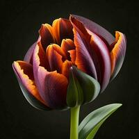 uma lindo tulipa em Preto fundo, topo visualizar, ai generativo foto