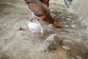 de várias caipira galinhas estavam comendo arroz em a terra foto