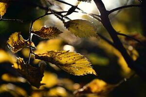 colorida outono folhas em uma árvore ramo dentro a caloroso brilho do sol foto