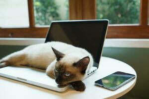 gato em computador portátil trabalhando a partir de casa com gato. gato adormecido em computador portátil teclado assistente gato trabalhando às computador portátil. foto