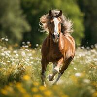 régio cavalo galopando através verde Prado foto