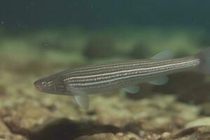 peixe nadar embaixo da agua. neural rede ai gerado foto