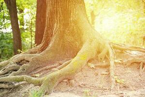 raízes poderosas de uma velha árvore na floresta verde durante o dia foto