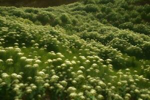 stevia rebaudiana, doce folha açúcar substituto isolado em campo fundo. neural rede ai gerado foto