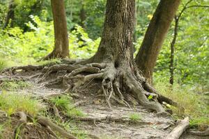 raízes poderosas de uma velha árvore na floresta verde durante o dia foto