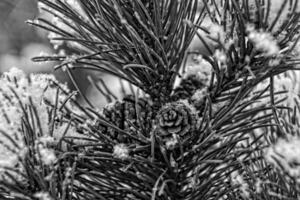 coberto de neve galho do conífero árvore com sombras foto