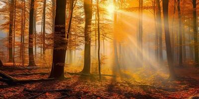 turistas caminhada surpreendente outono floresta dentro a manhã luz solar. vermelho e amarelo folhas em árvores dentro a floresta dourado floresta panorama foto