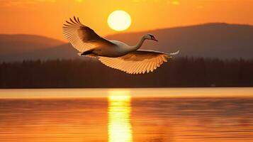 whooper cisne voltas em a água conduzir para neve cisne em meio a Forte vento sopro neve lago Kussharo, Hokkaido foto