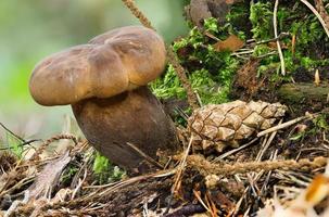 visualização detalhada de um jovem cogumelo comestível marrom coberto de fuligem no musgo foto