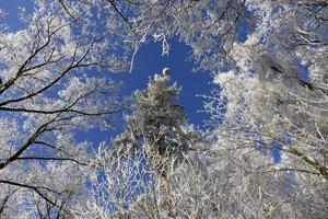 bela paisagem de inverno nevada de conto de fadas com céu azul na Boêmia Central foto