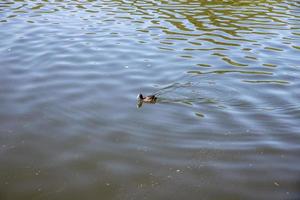 pato ou pato selvagem no lago