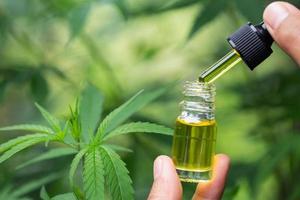 óleo de cânhamo cbd, mão segurando uma garrafa de óleo de cannabis contra a planta de maconha. tratamento com ervas, medicina alternativa foto