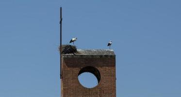 casal de cegonhas no topo da torre de uma igreja na província de leão, espanha foto