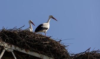 casal de cegonhas no ninho em aveiro, portugal foto