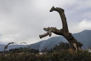 sobreiro morto na serra de gredos, província de ávila, castela e leão, espanha foto