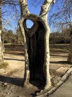 árvore muito curiosa com furo no tronco, no parque casa de campo, madri, espanha foto