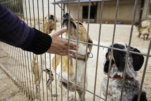 dando amor sobre cães abandonados em um canil foto