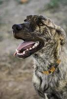 cães abandonados animal de estimação foto