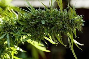 cultivo de cannabis em um terraço em madri foto
