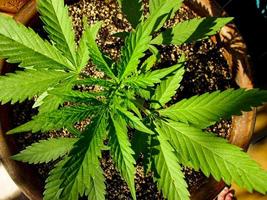 cultivo de cannabis em um terraço em madri foto