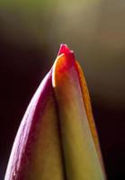 flores de tulipa em processo de florescimento, madri espanha foto