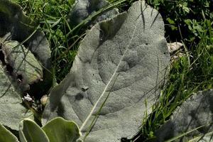 orvalho da manhã em plantas silvestres na província de soria, castilla y leon, espanha foto