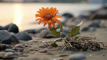 uma solitário laranja flor em uma rochoso de praia generativo ai foto