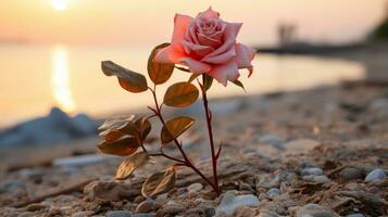 uma solteiro Rosa rosa em a de praia às pôr do sol generativo ai foto