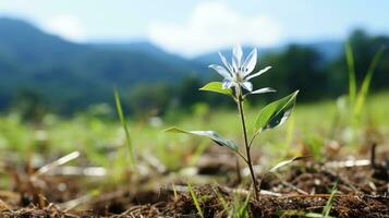 uma pequeno branco flor é crescendo Fora do a terra generativo ai foto