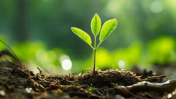 uma jovem plantar brotando a partir de a terra dentro a meio do uma floresta generativo ai foto