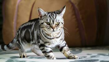 lindo americano cabelo curto gato - ai gerado foto