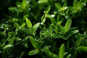 verde exuberante Relva em uma ensolarado Primavera dia. ai generativo foto