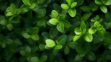 micro fotografia - pequeno verde folhas, gerado ai tiro foto